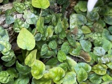 ? Ficus pumila var. minima – Creeping Fig / Miniature Climbing Plant Cutting ?