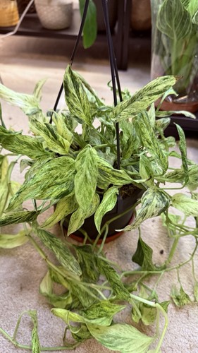 Monstera lanyata mint - lanyata,