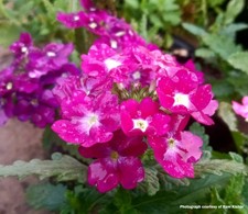 Verbena trailing pink - x6, 'trailing