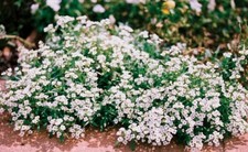 Alyssum Carpet of Snow Seeds x