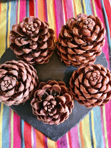 Giant pinecones for craft - giant,