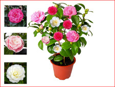 Camellia Japonica Bonomiana