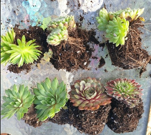 Large sempervivums - 10,