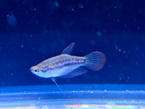 Sparkling gourami tiny - sparkling,