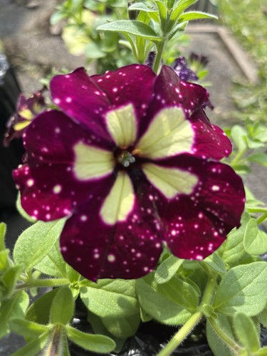 Petunia seeds thunderstorm - petunia,