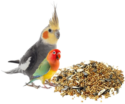 Cockatiel parakeet lovebird - parakeet,