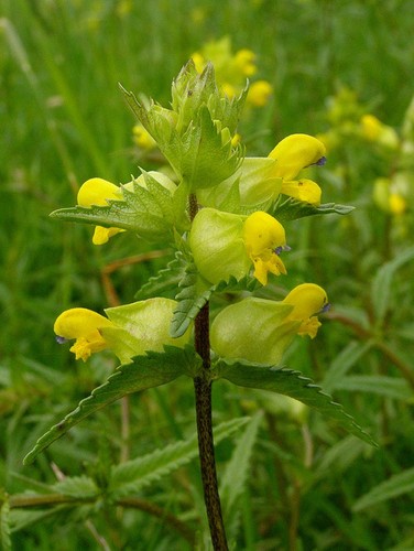 Wild flower yellow rattle - wild,
