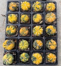 20pcs Rare Astrophytum