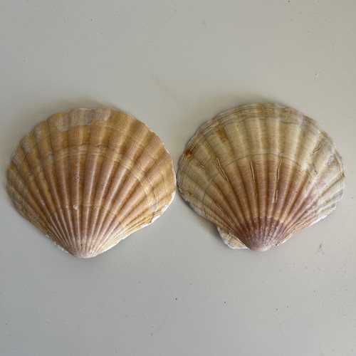 Curved scallop shells 11cm - scallop,