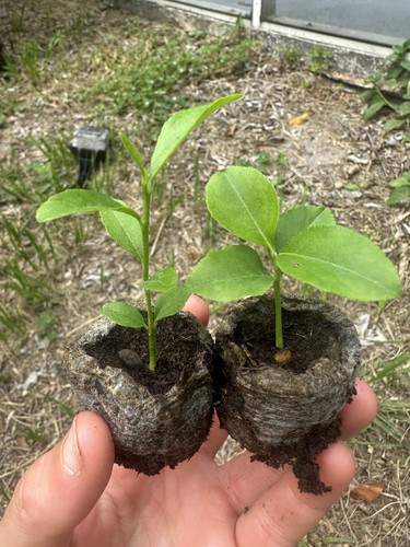 Meyer lemon tree seedling - 1,