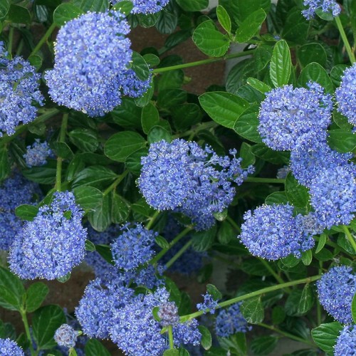 Ceanothus skylark california - skylark,