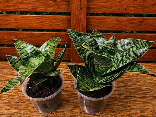 Sansevieria tiger snake - sansevieria,