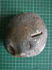 Flint Inoceramus Fossil UK