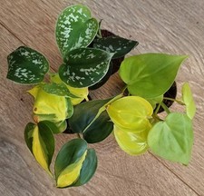 Set of 3 Trailing Indoor House