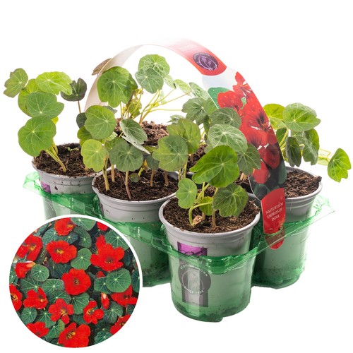 Bedding plants nasturtium - 6,