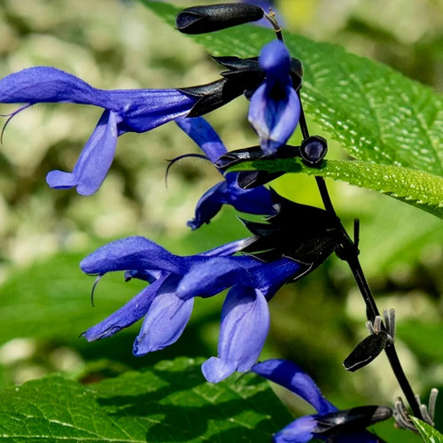 Salvia blue anise sage - blue,