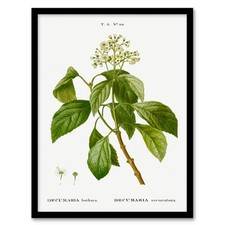 Pierre J Redoute Framed Wall
