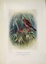 Original Old Antique Print