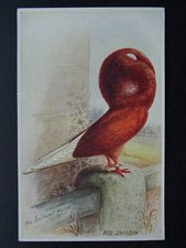 Bird Theme RED JACOBIN PIGEON Artist A.J Simpson c1908 Postcard by Feather World