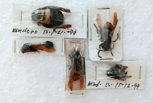 Wasp hornet bee collection - &,