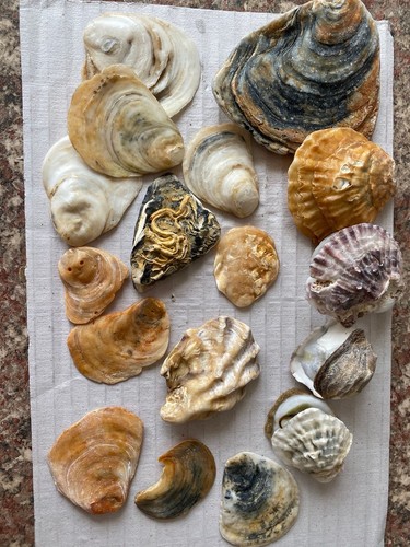 Natural oyster shell - natural,