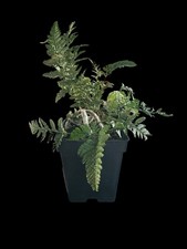 Rabbit Foot Fern 11 Cm Pot