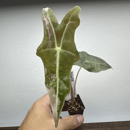Alocasia nobilis pink - alocasia,