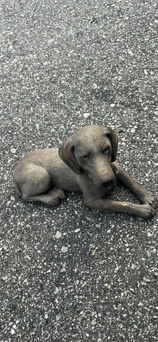 Vintage weimaraner sandicast - vintage,