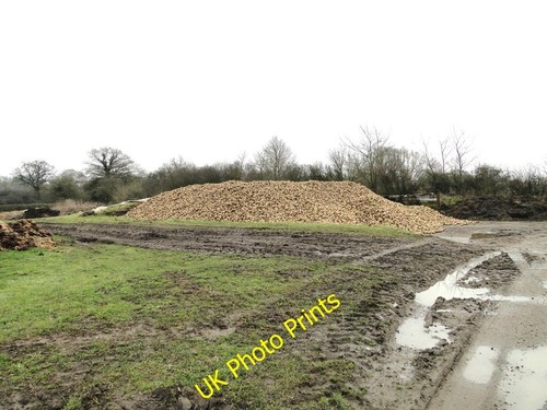 Photo 6x4 sugarbeet awaiting - photo,