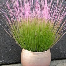 Pink Muhly Cotton Candy Grass Muhlenbergia House Plant 20 Fresh Rare Seeds