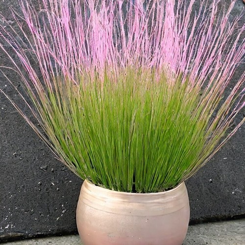 Pink muhly cotton candy - muhly, grass