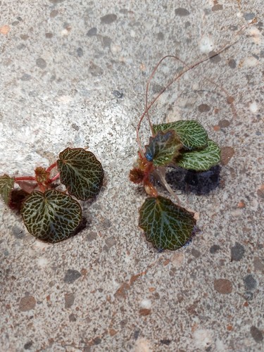 Saxifrage stolonifera - saxifrage, stolonifera-2