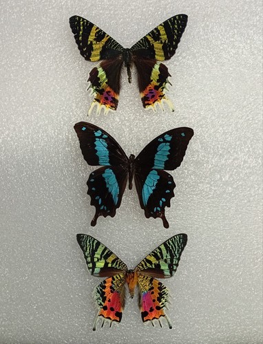 Butterfly and moth - moth, crafting