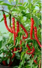 3x Cayenne Chilli Pepper plug
