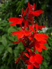 PERENNIAL LOBELIA QUEEN VICTORIA - 25 PELLETED SEEDS