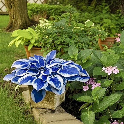 100 blue white hosta - 100, plant