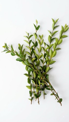 Fresh privet cuttings 20 - fresh,