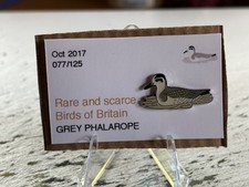 RSPB Interest GREY PHALAROPE SGW quality enamel BIRD pin badge Birder  birding  