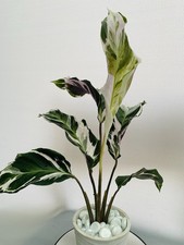 Calathea Fusion White | Rare |