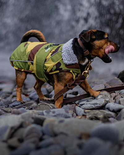 Dryrobe waterproof dog coats - dryrobe®,