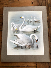 1900s large cromolithograph of birds by archibald thorburn . swans  ref 46