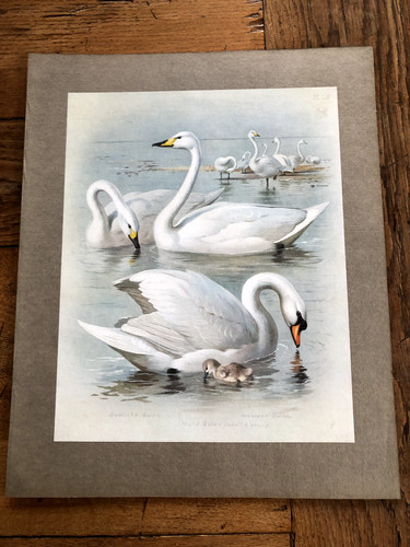 1900s large cromolithograph - , of