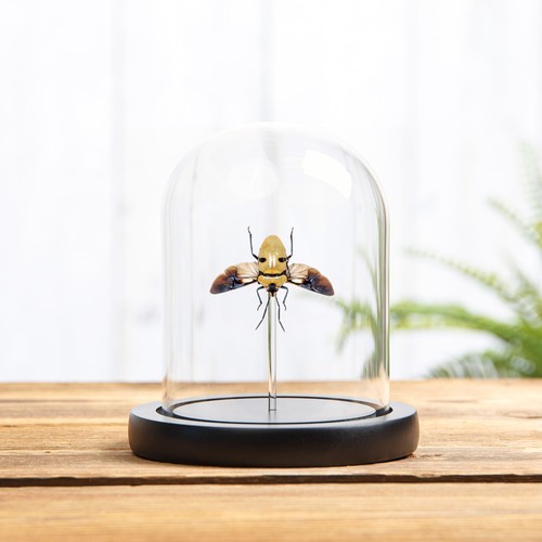 Death head bug - bug, with