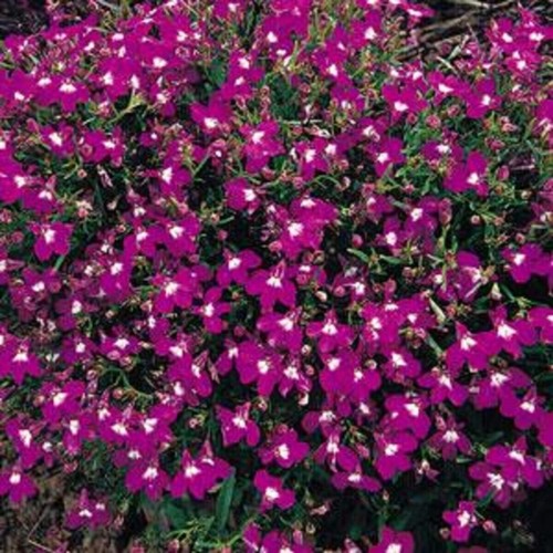 Bush lobelia red hanging - 40,