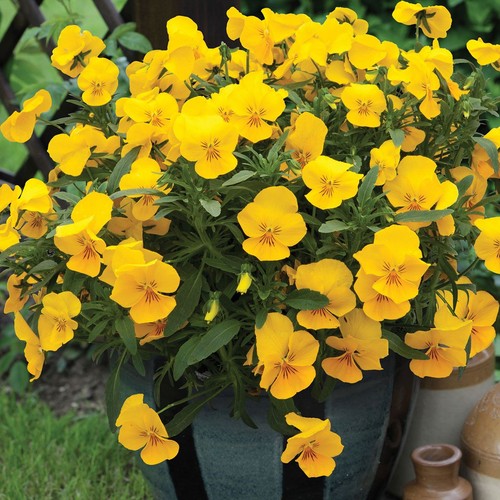 Extra large flowering trailing - large,