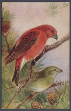 Crossbills by Roland Green - R.S. Art Press bird postcard