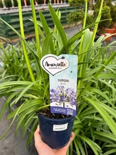 Agapanthus ‘Amourette Superb