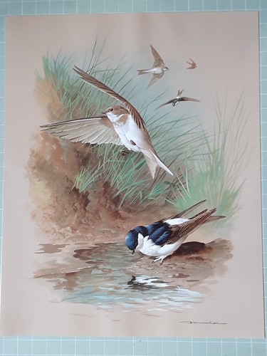 Beautiful basil ede bird - basil, print