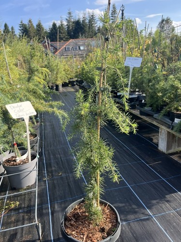 Deodar cedar pendula80 100cm - deodar, pendula80/100cm