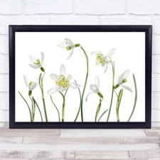 Spring Snowdrops Galanthus